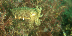 Sepia latimanus