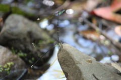 Allocnemis leucosticta