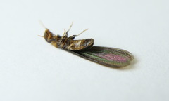 Kalotermes