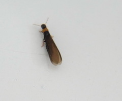 Kalotermes