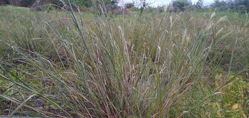 hippo grass