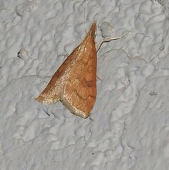 Udea profundalis