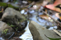 Allocnemis leucosticta
