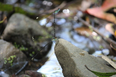 Allocnemis leucosticta