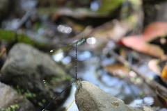 Allocnemis leucosticta