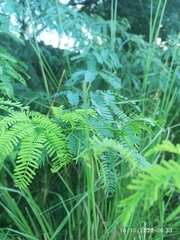 Prosopis juliflora