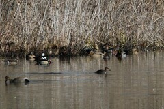 Mareca strepera strepera