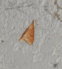 Udea profundalis