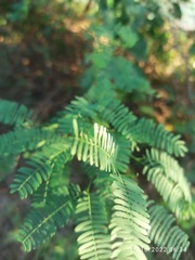 Prosopis juliflora