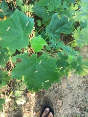 Modiolastrum malvifolium