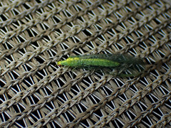 Apertochrysa edwardsi