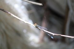 Pseudagrion hageni