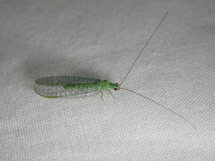 Mallada tripunctatus