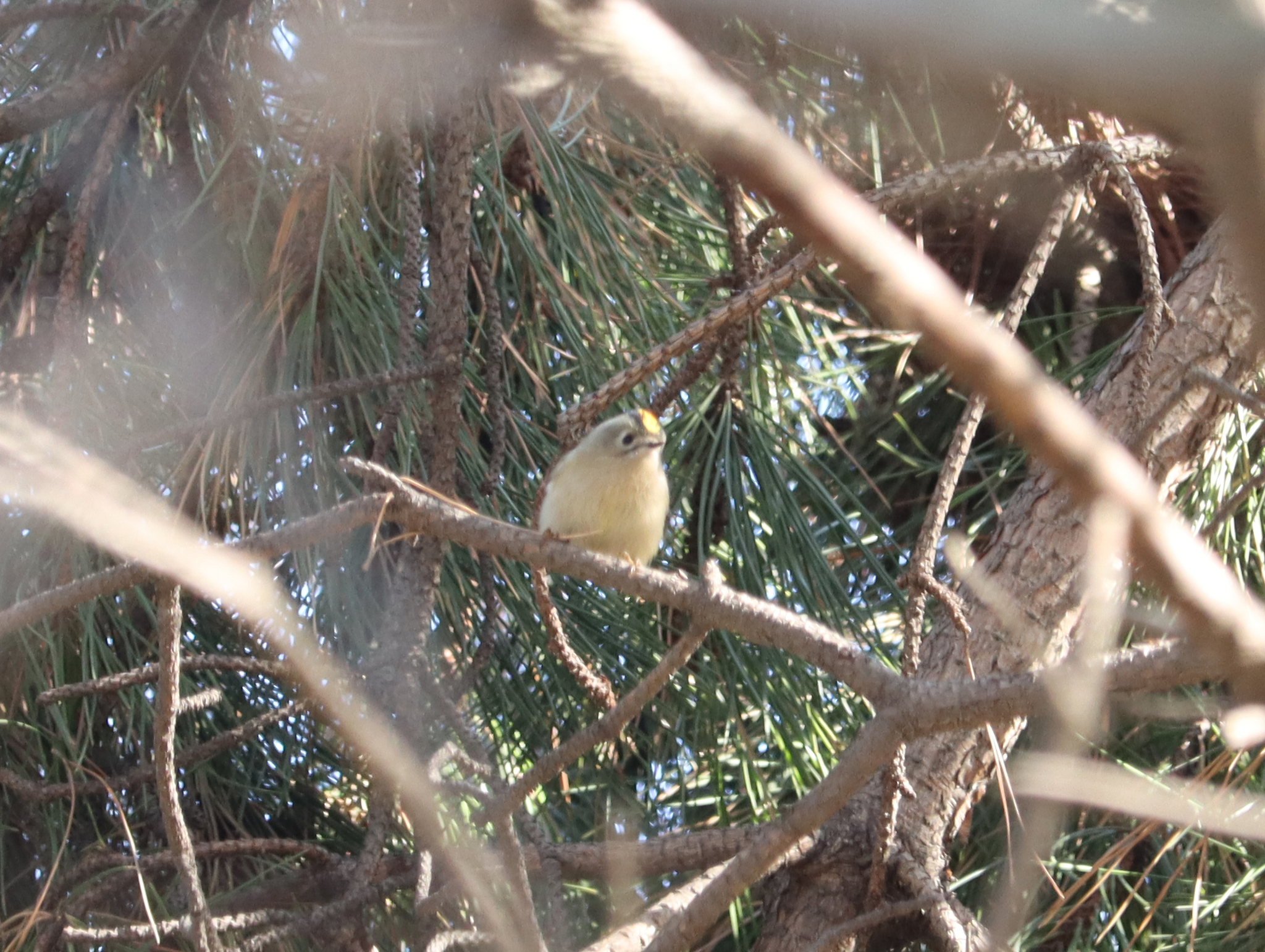 Goldcrest