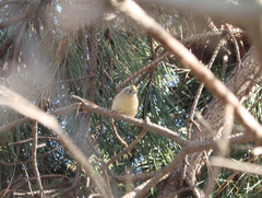 Regulus regulus