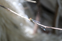 Pseudagrion hageni