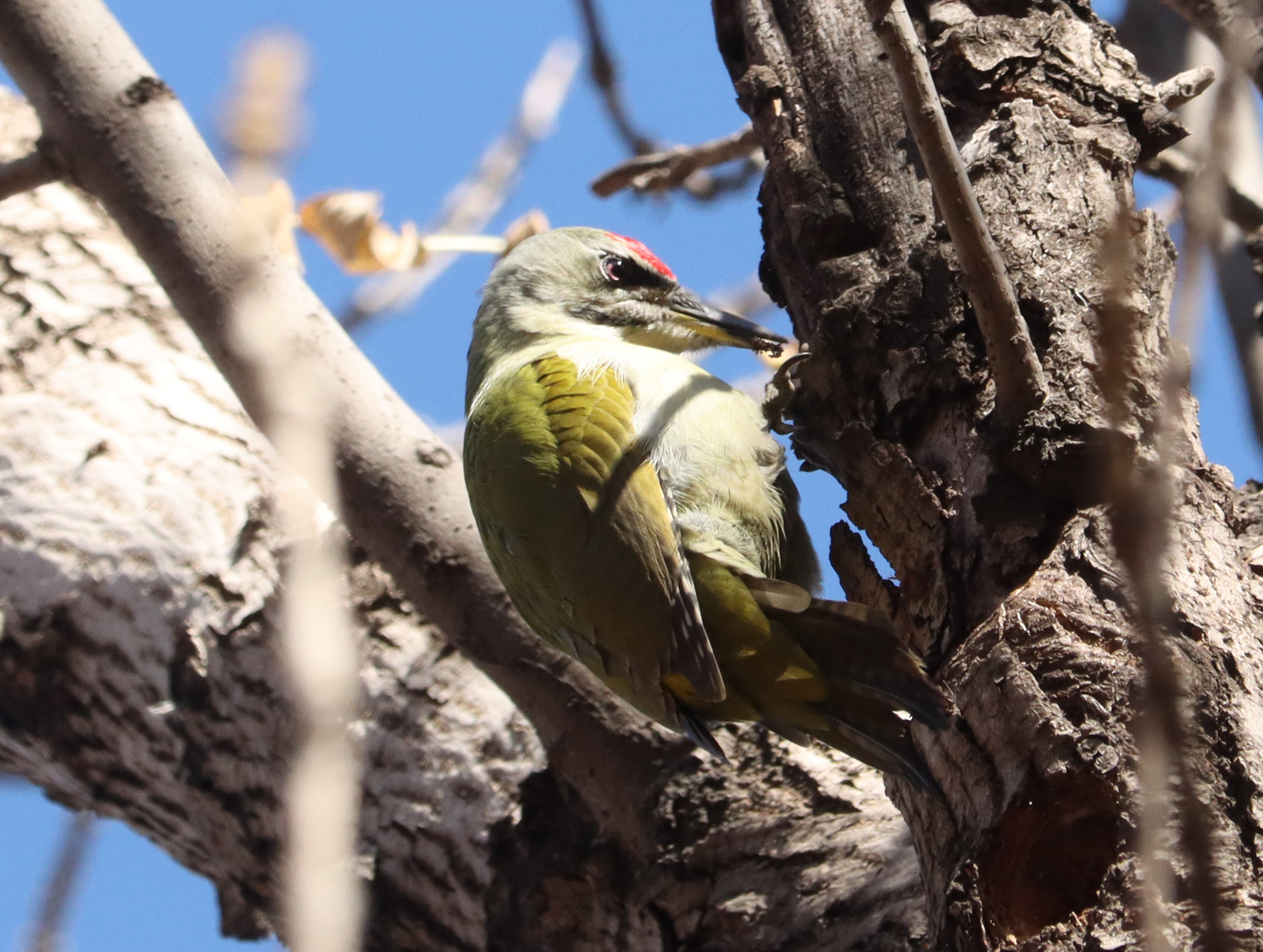 Grey-headed Woodpecker
