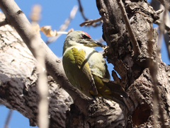 Picus canus