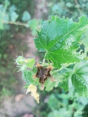 Abelmoschus esculentus