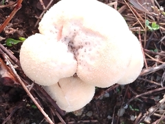 Lycoperdon pratense