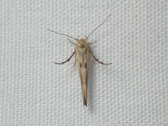 Stathmopoda