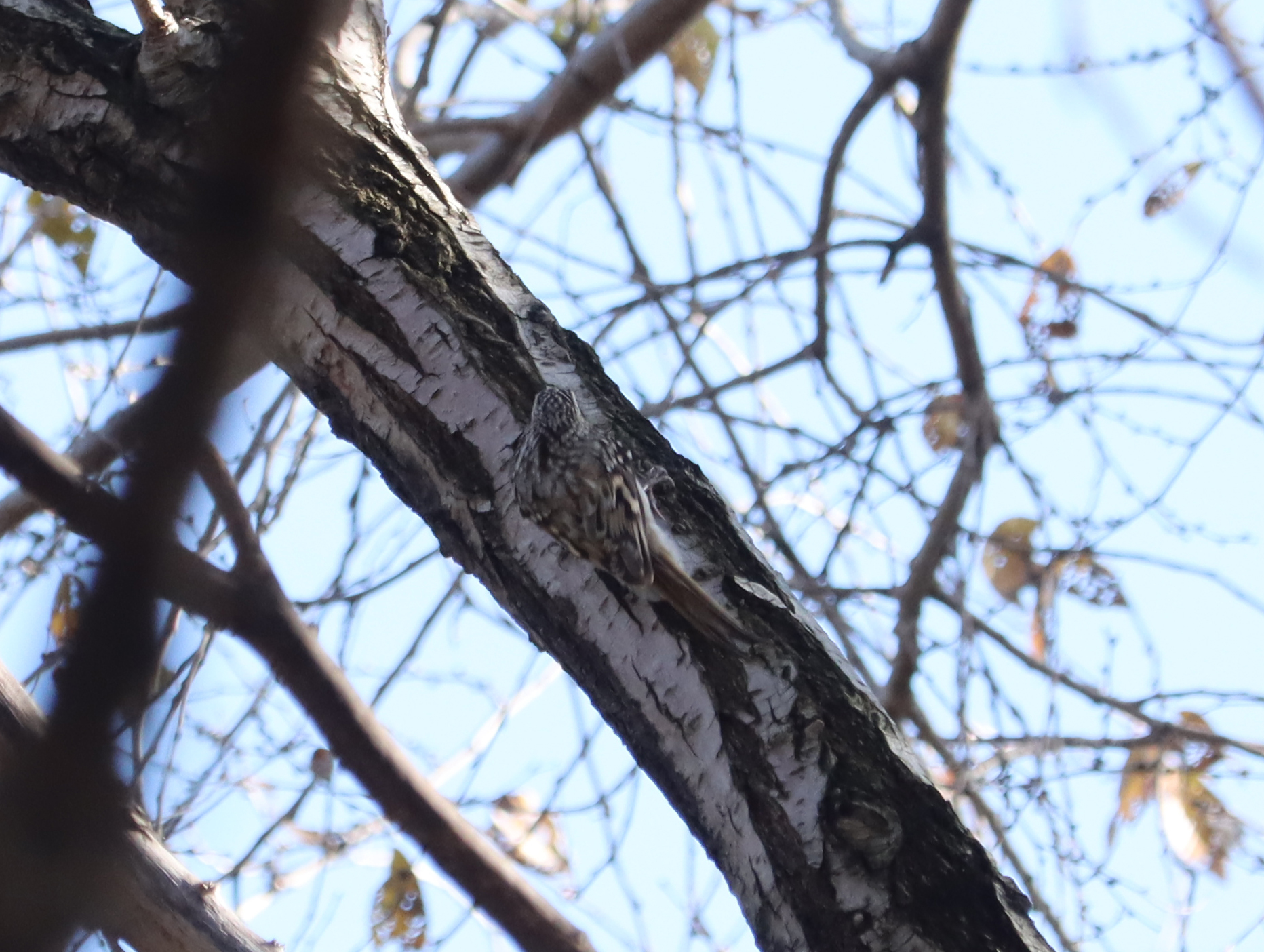 Eurasian Treecreeper