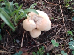 Lycoperdon pratense