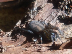 Callobius bennetti