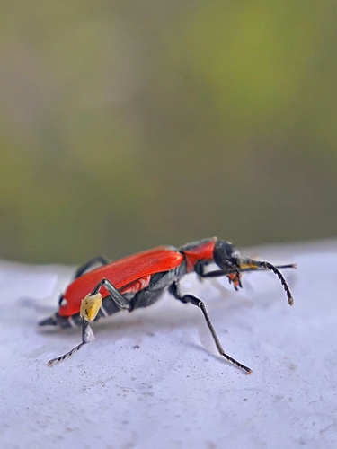 Red Malachite Beetle photo 3