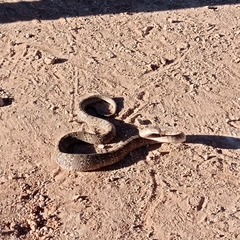 Serpentes