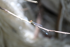 Pseudagrion hageni