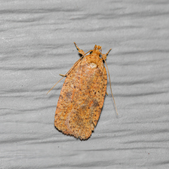 Agonopterix robiniella