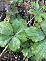 Waldsteinia fragarioides