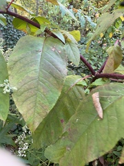 Reynoutria sachalinensis