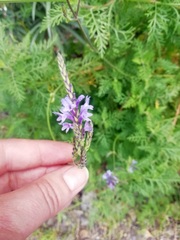 Lavandula canariensis