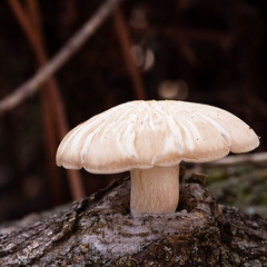 Hypsizygus