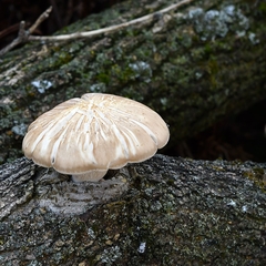 Hypsizygus