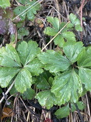 Waldsteinia fragarioides