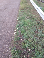 Lycoperdon pratense