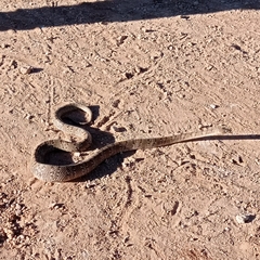Serpentes