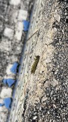 Lophocampa argentata