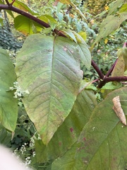 Reynoutria sachalinensis