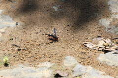 Anterhynchium grayi