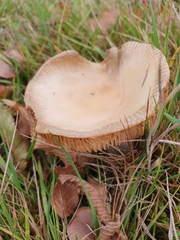 Russula