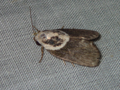 Tathothripa continua