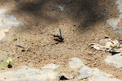 Anterhynchium grayi