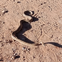 Serpentes