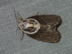 Tathothripa continua