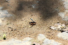 Anterhynchium grayi