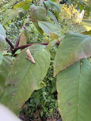 Reynoutria sachalinensis